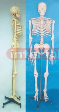 BIG STANDARD HUMAN SKELETON MODEL